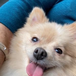 Meet your Posher, Diane